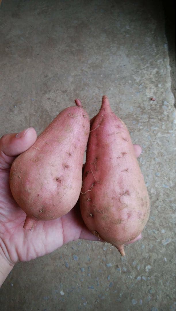 ひかる　種子島産安納芋（安納紅）MSサイズ20キロ