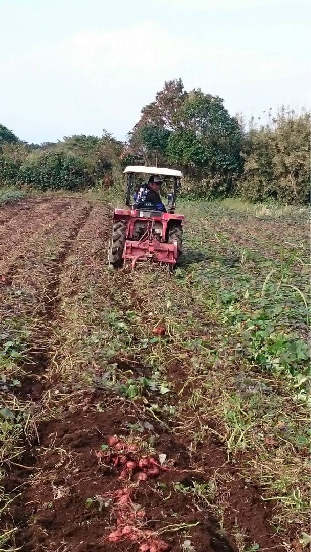 ひかる　種子島産安納芋（安納紅）MSサイズ20キロ