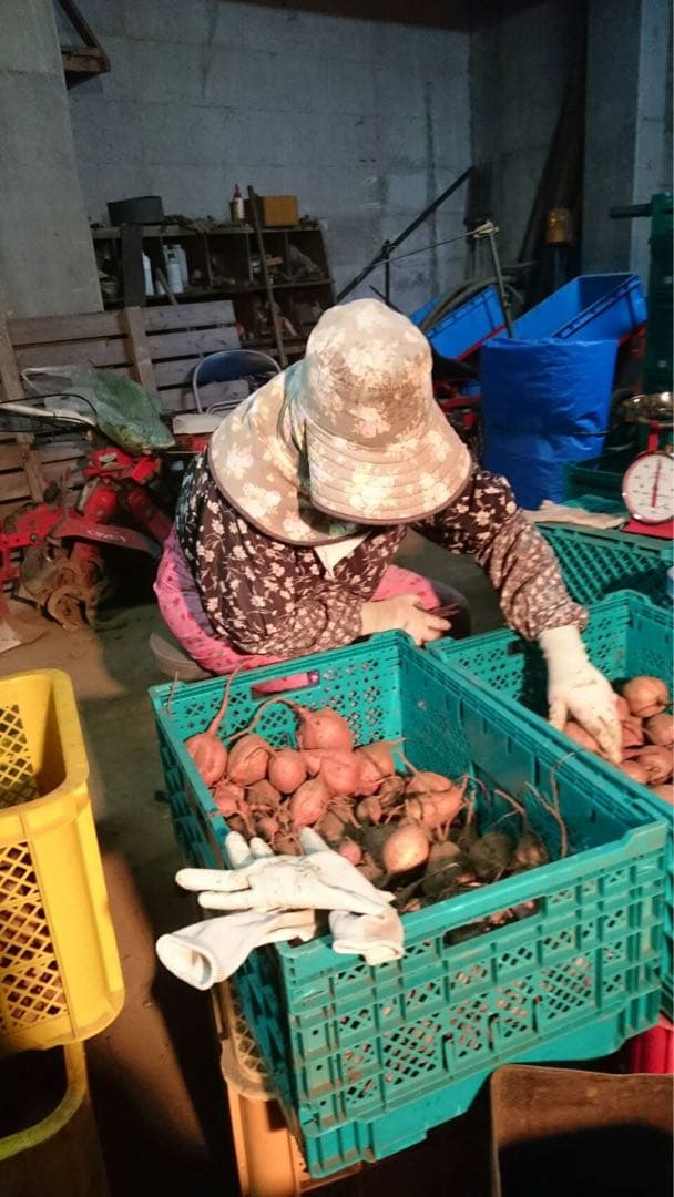ひかる　種子島産安納芋（安納紅）MSサイズ20キロ