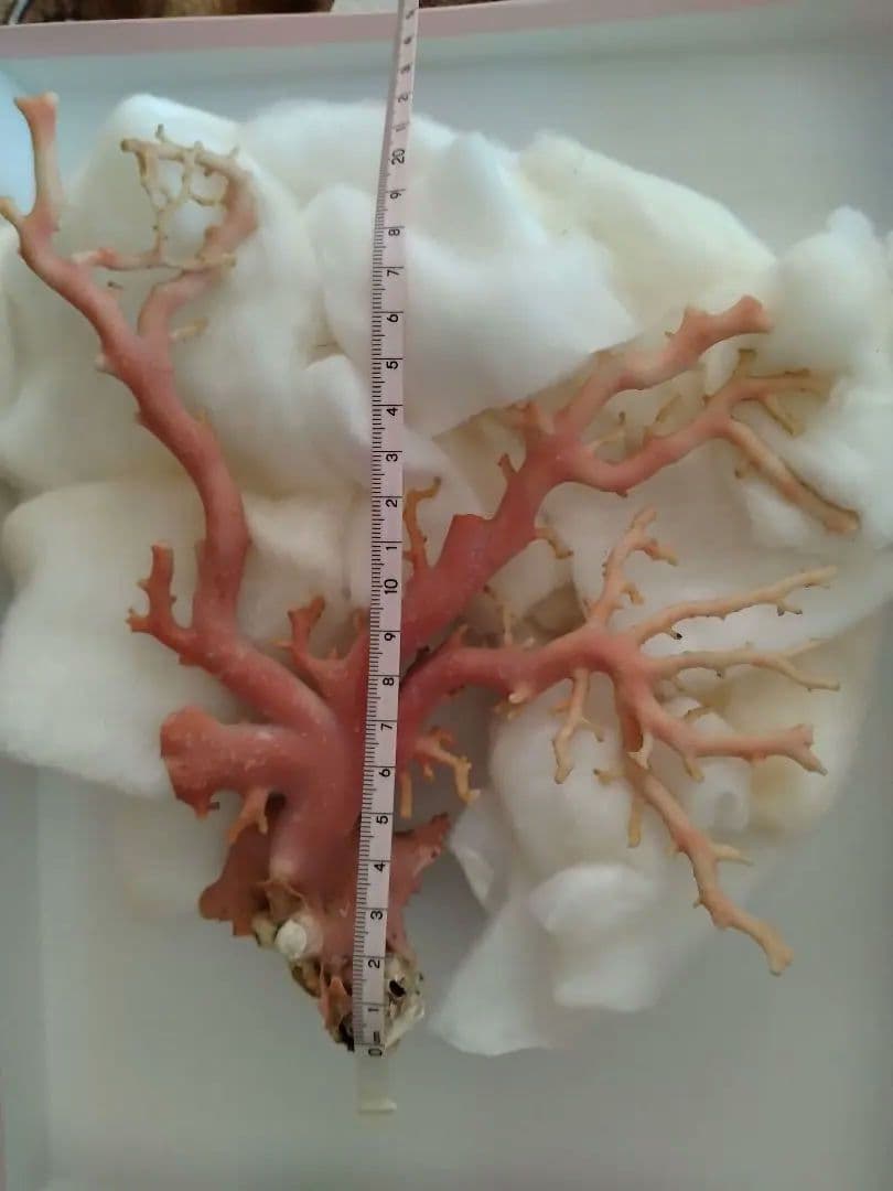 サンゴ原木 約22cm