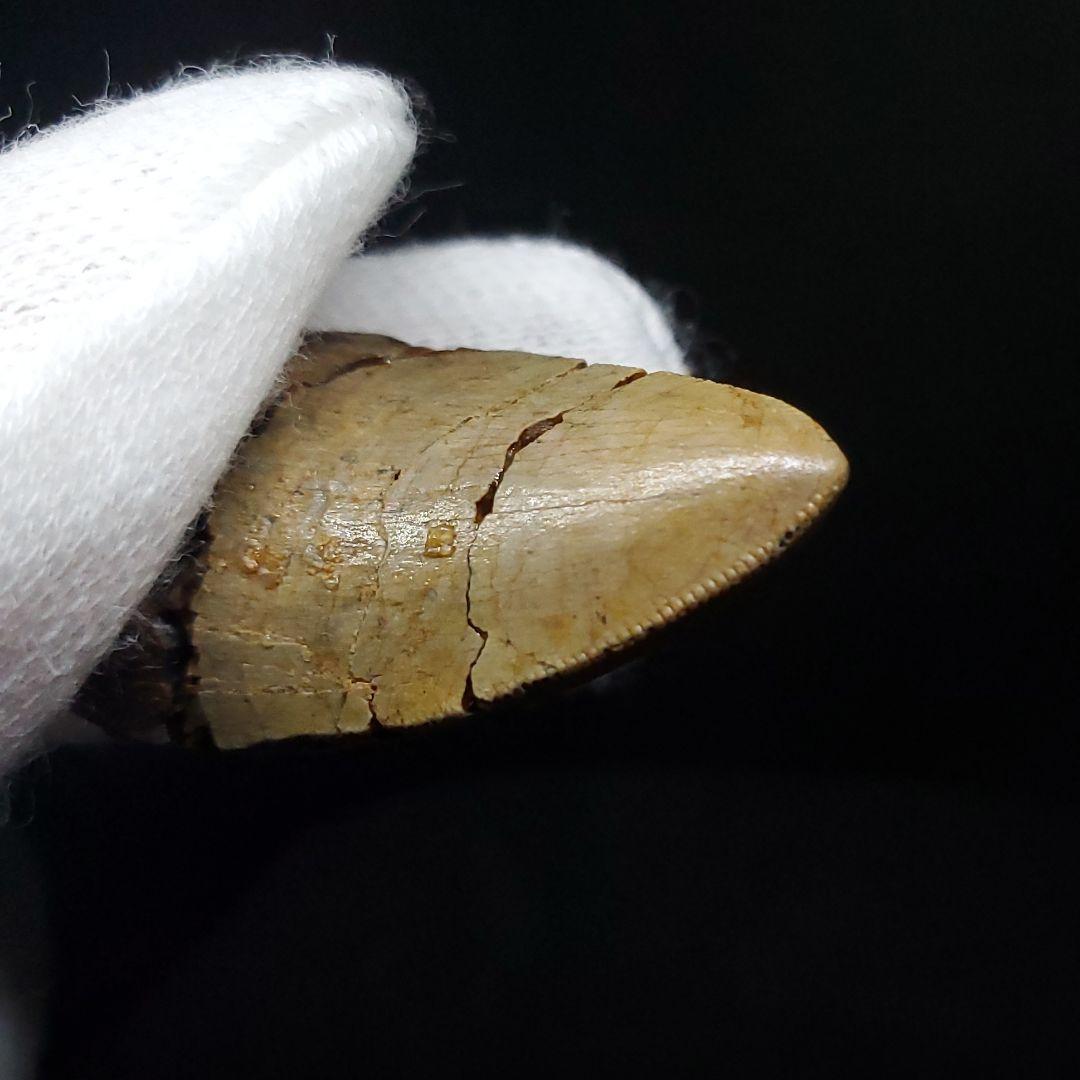 博物館級 メガロサウルス 恐竜 歯 化石 本物 29.36mm fr69