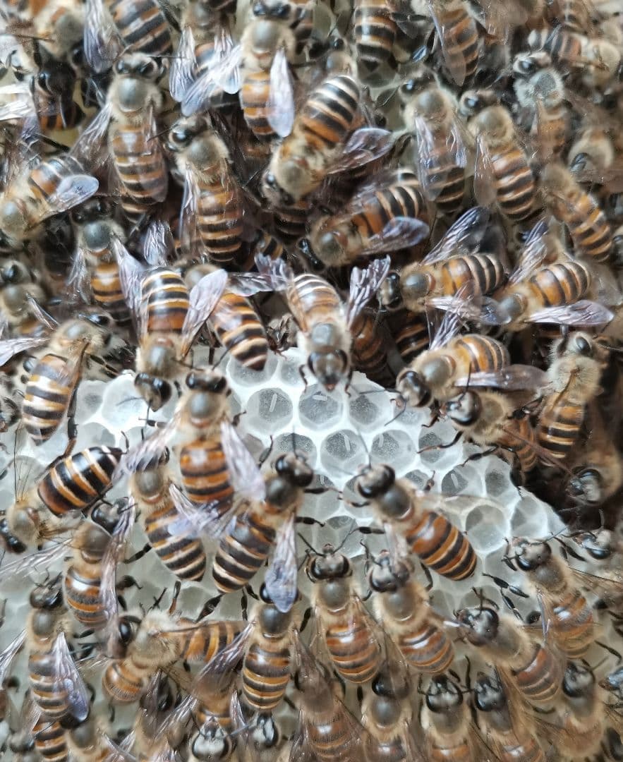 日本蜜蜂　はちみつ　非加熱　京都　京北産　　600g×3