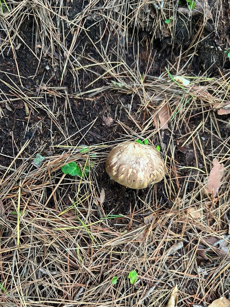 岩手県産松茸134ｇ！！