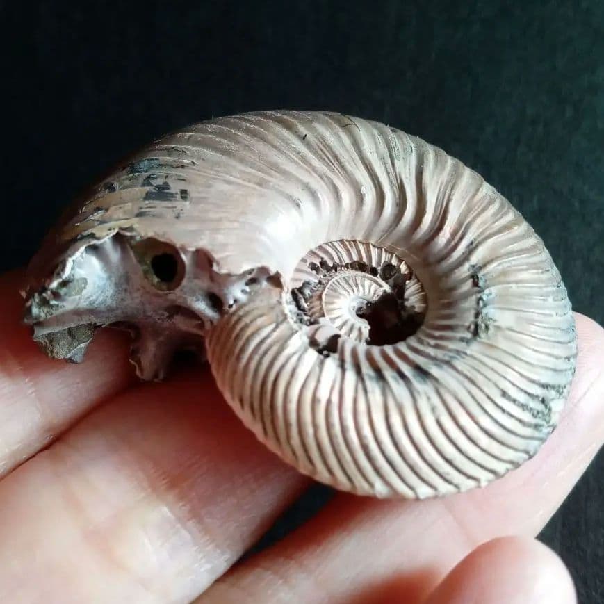化石　骨格　アンモナイト　50mm　極美麗標本