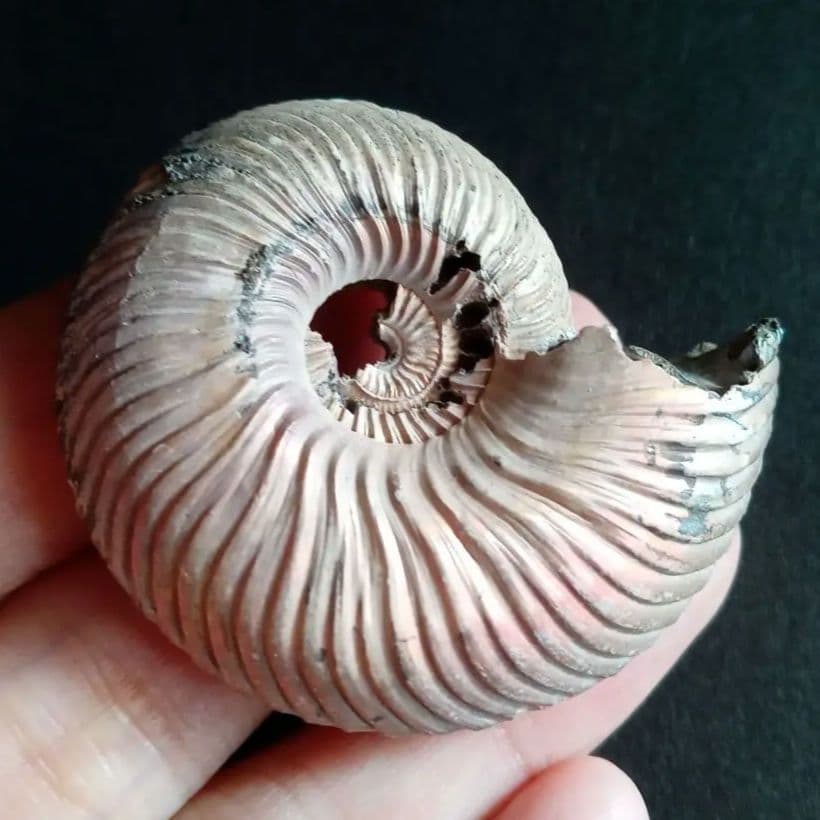 化石　骨格　アンモナイト　50mm　極美麗標本