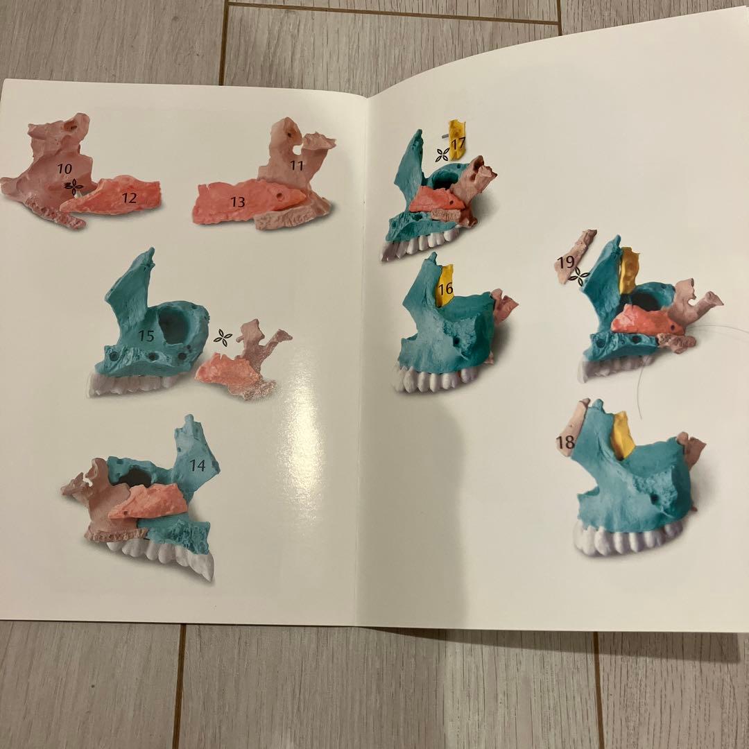 3B 頭蓋骨模型　 22分解可能 カラー　パンフレット付き