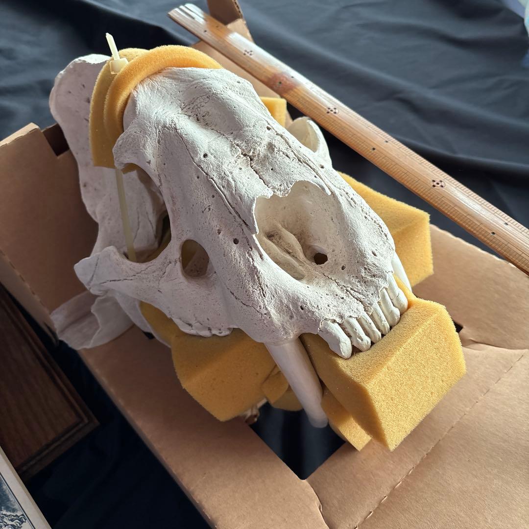 サーベルタイガー標本　アメリカ製