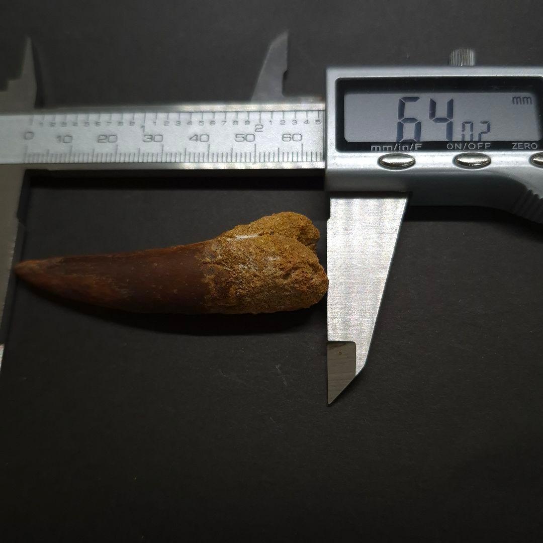 スピノサウルス 本物 モロッコ産 64.02mm fsp4