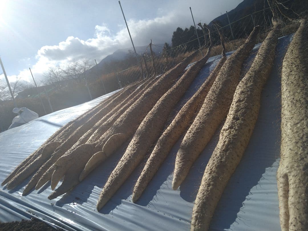 信州産　自然薯4キロ