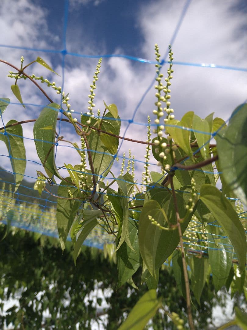 信州産　自然薯4キロ
