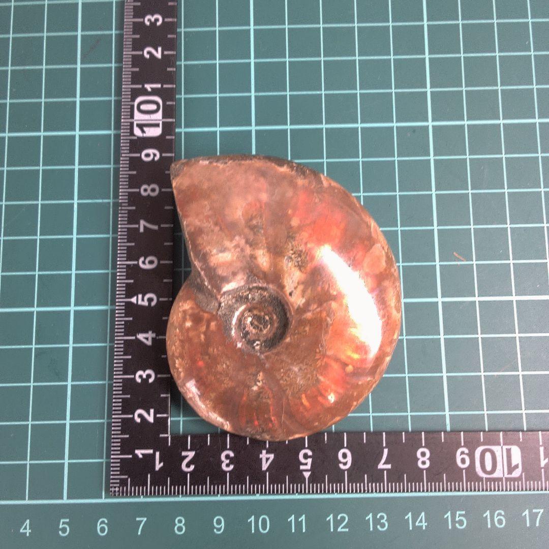 小物１ アンモナイトの化石