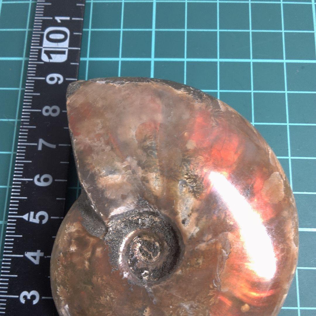 小物１ アンモナイトの化石