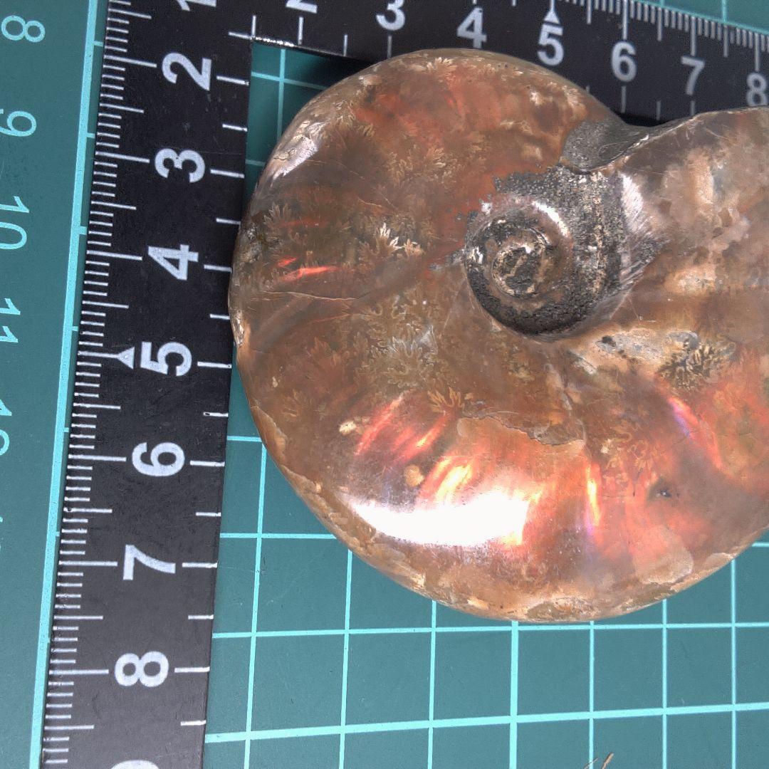 小物１ アンモナイトの化石