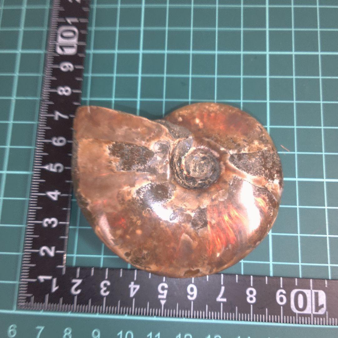 小物１ アンモナイトの化石