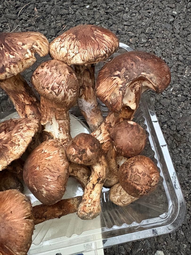 【お値打ち限定1点】岩手雫石町産 天然 開き、蕾の松茸 13本 473g