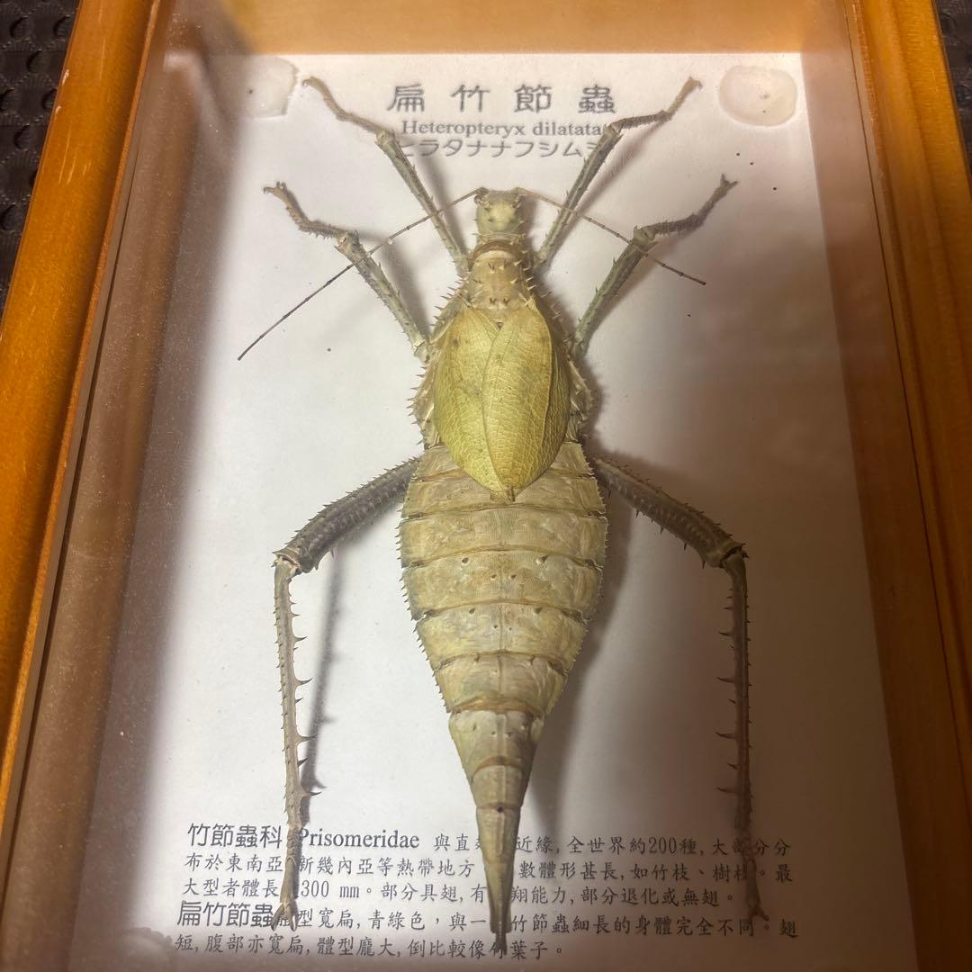 Heteropteryx dilatata 標本 ヒラタナナフシムシ