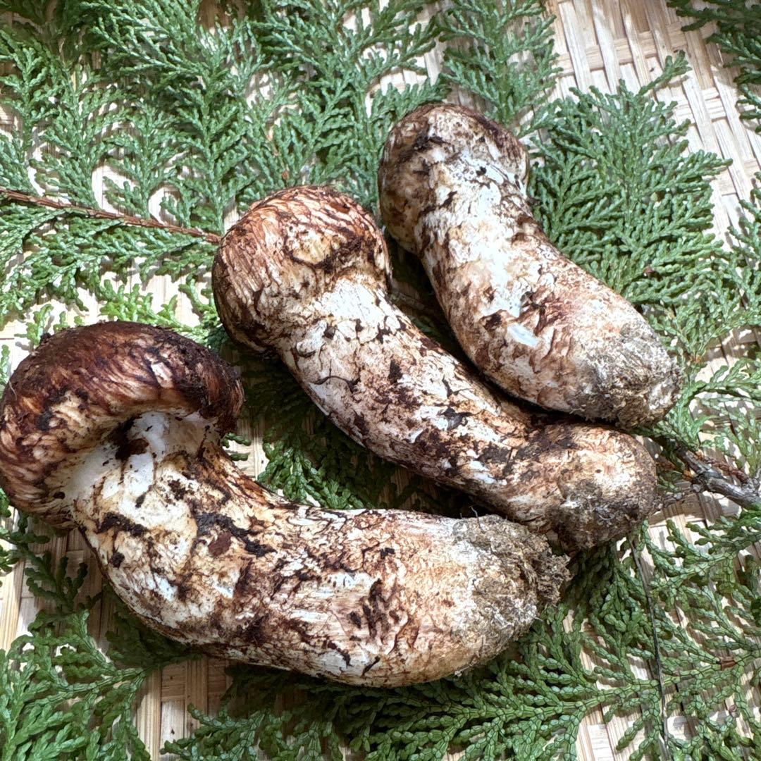 長野県南信州産‼️松茸 大小　3本セット 200g 10/28朝採れ