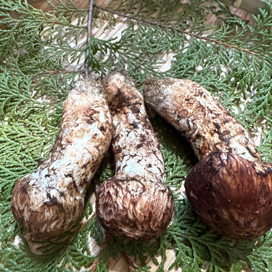 長野県南信州産‼️松茸 大小　3本セット 200g 10/28朝採れ