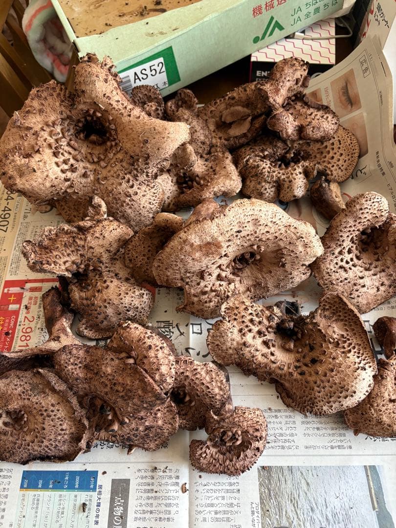 ネギ大好き様　コウタケ