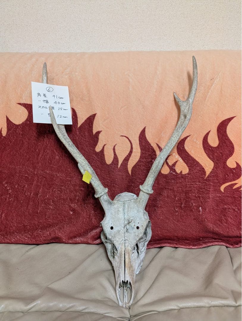 【19個限定】下栗の里　日本鹿　スカル　No.6