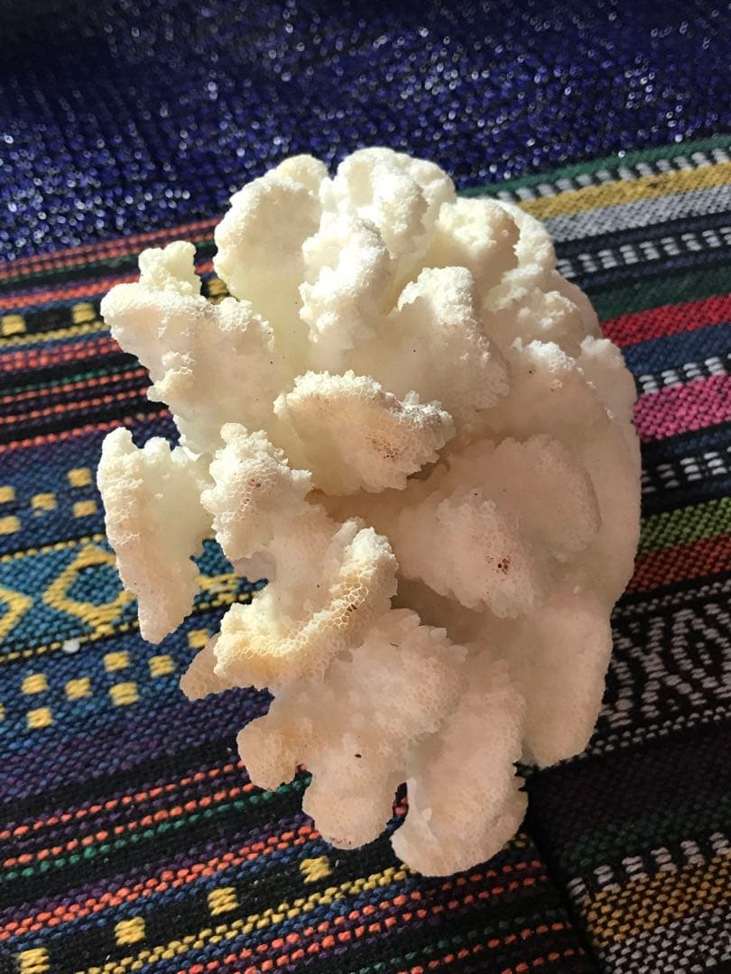 ◉台湾産【白珊瑚/ホワイトコーラル】原木[8G20