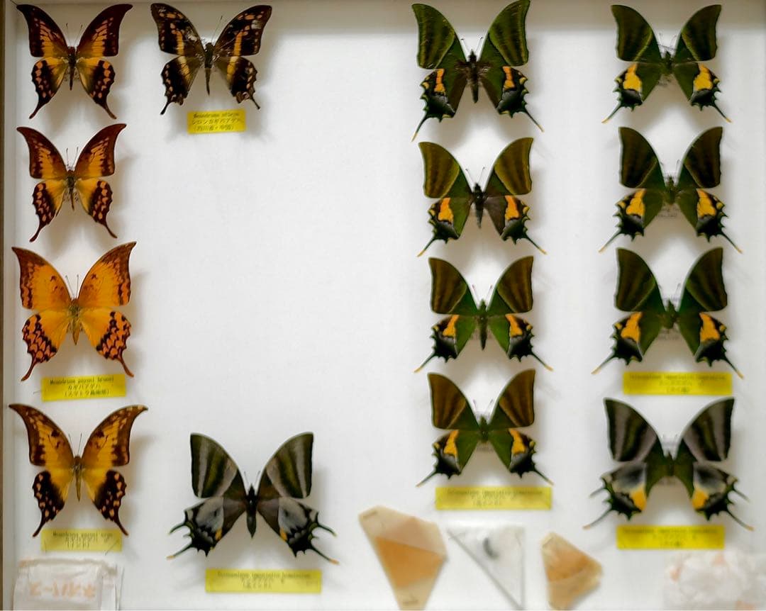 蝶標本 カギバ・テング・シロンカギバアゲハ 産地別コレクション 大型ドイツ箱