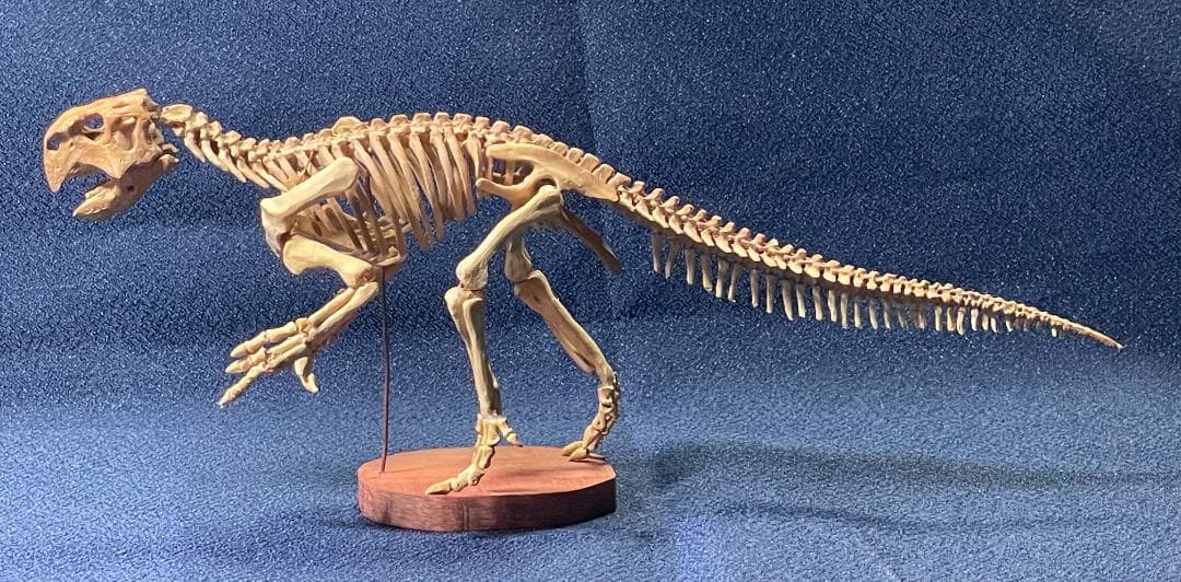 木彫　恐竜1/10　 プシッタコサウルス全身骨格模型　ツゲ製　２２㎝