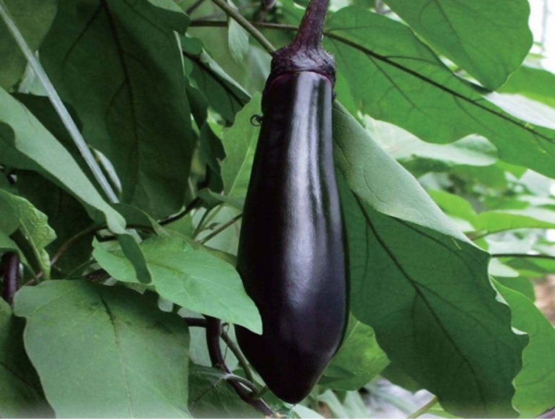 専用　野菜セット