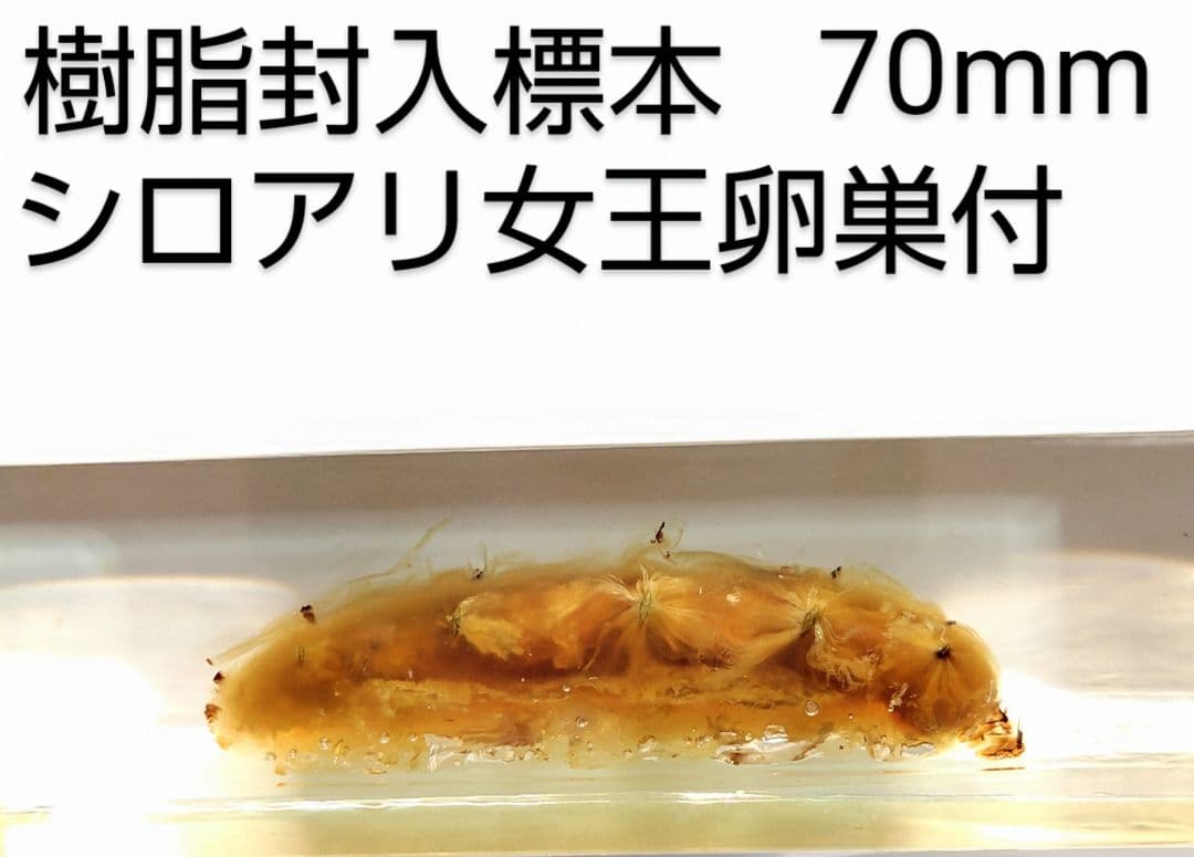 樹脂封入シロアリ女王卵巣標本 70mm★本当に珍しい標本★
