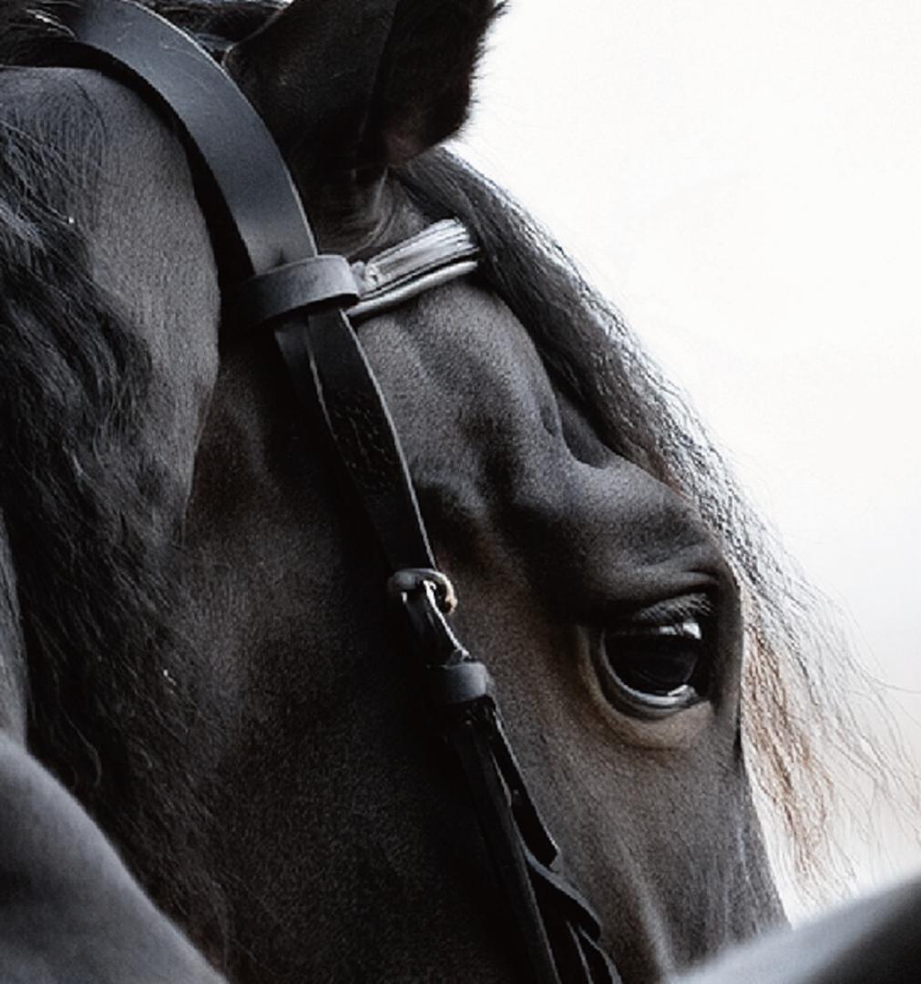 馬・No.002／アートポスター