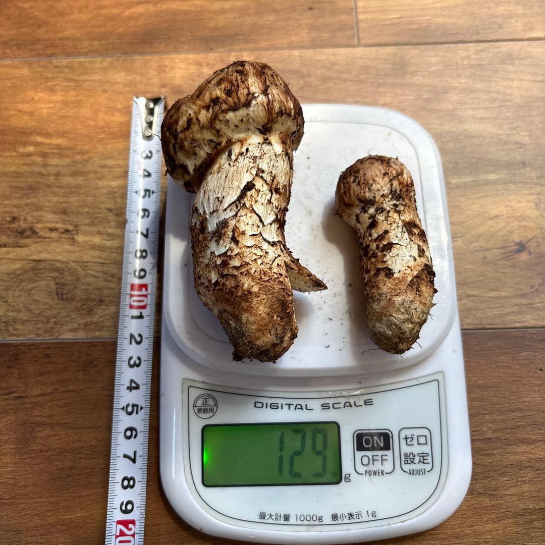 長野県南信州産‼️松茸 大小　2本セット 129g 10/28朝採れ
