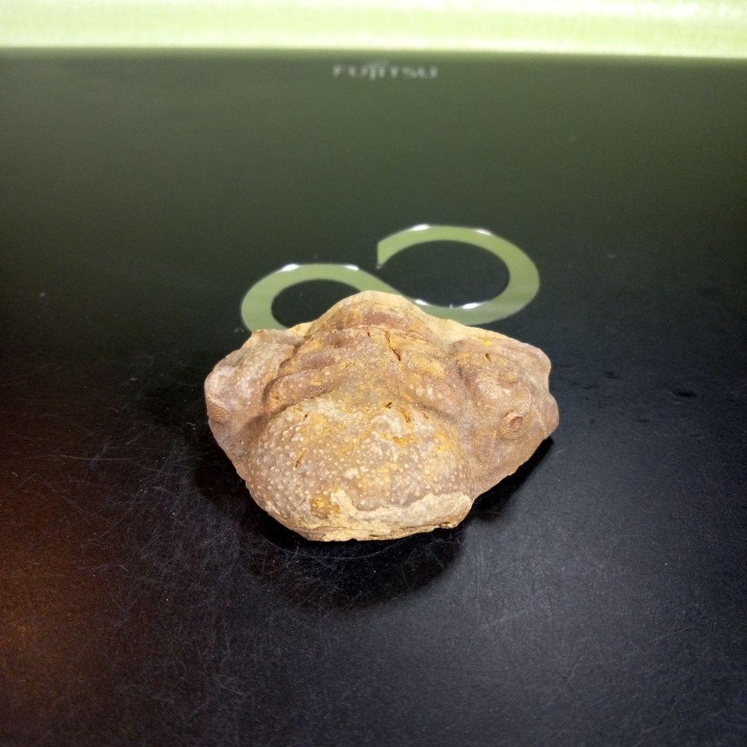 三葉虫　化石　fossil　ボリビア産　trilobite　ボリビア三葉虫郡⑤