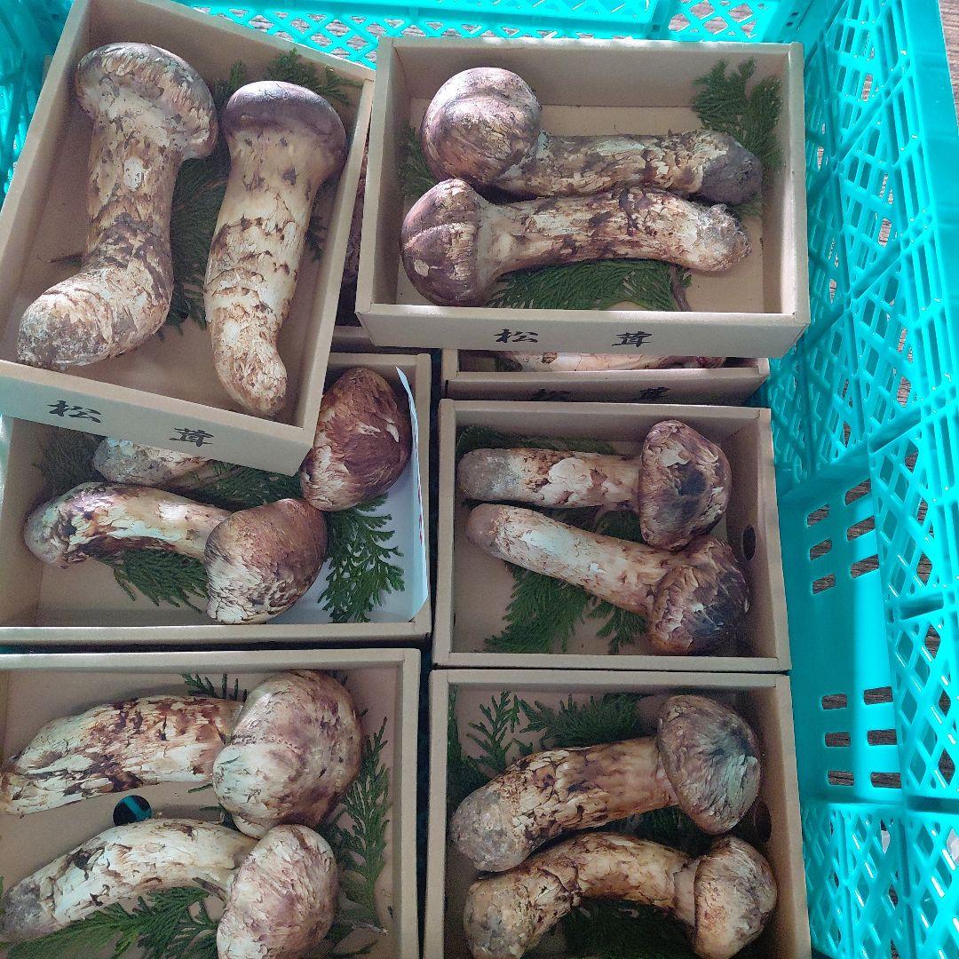 新鮮 松茸 中国産 ５箱