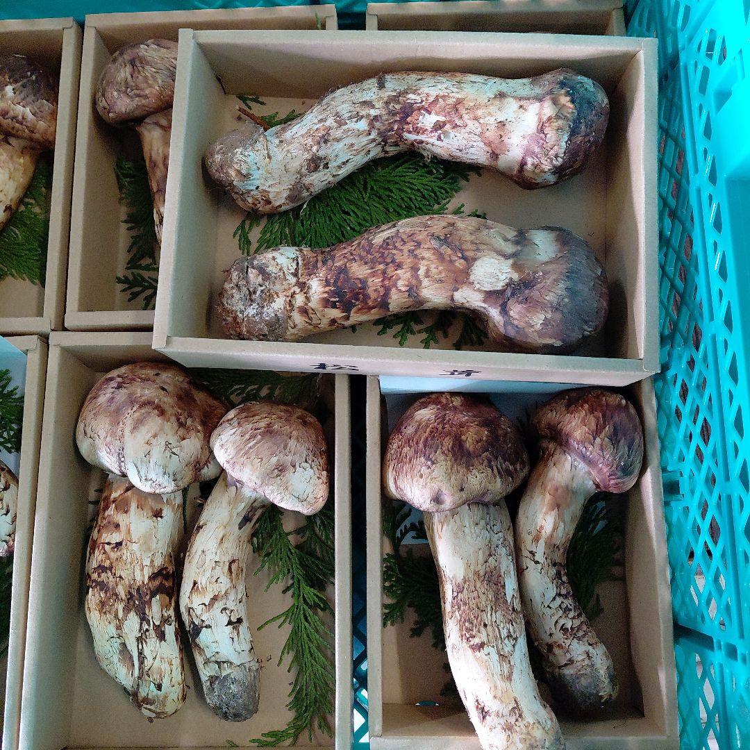 新鮮 松茸 中国産 ５箱