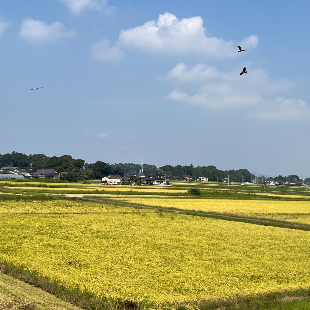 玄米10kg◆令和７年産コシヒカリ玄米10キロ◆栃木県産新米