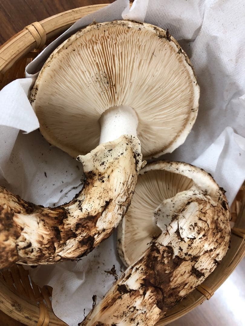 岩手県産　上物天然松茸（312.5g）②