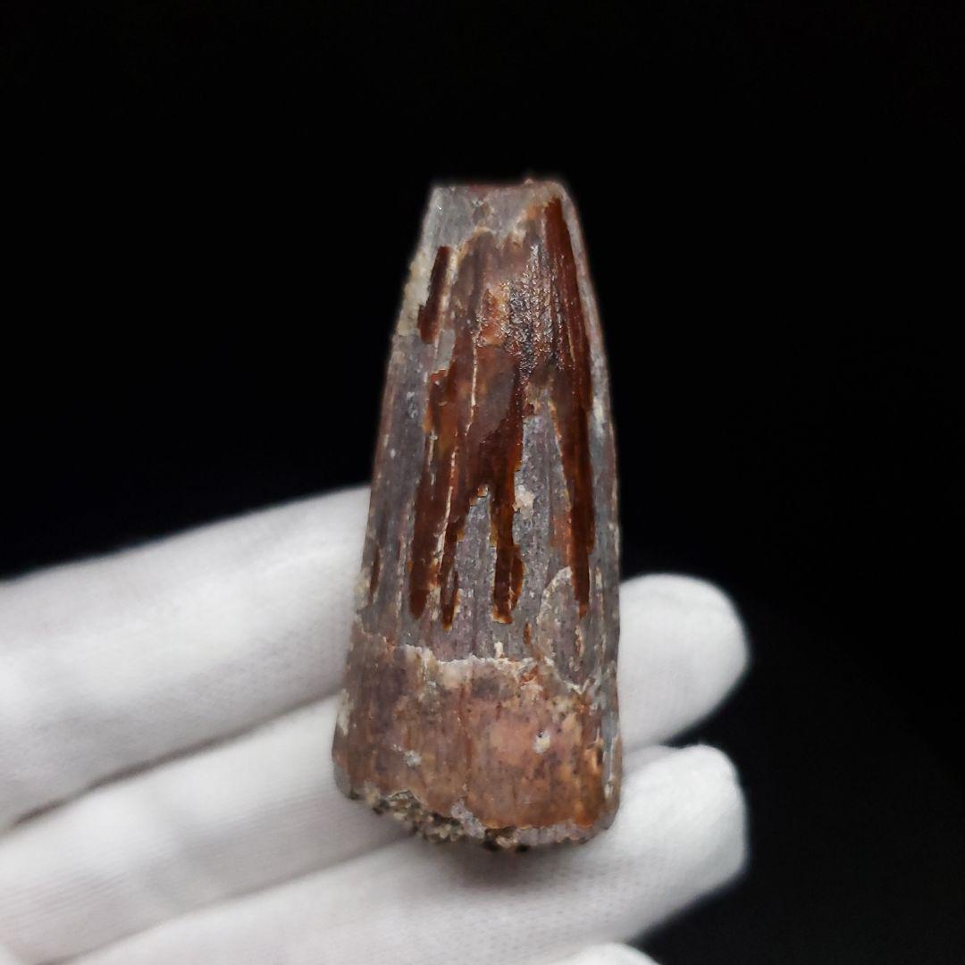 スピノサウルス 本物 モロッコ産 46.23mm sp469