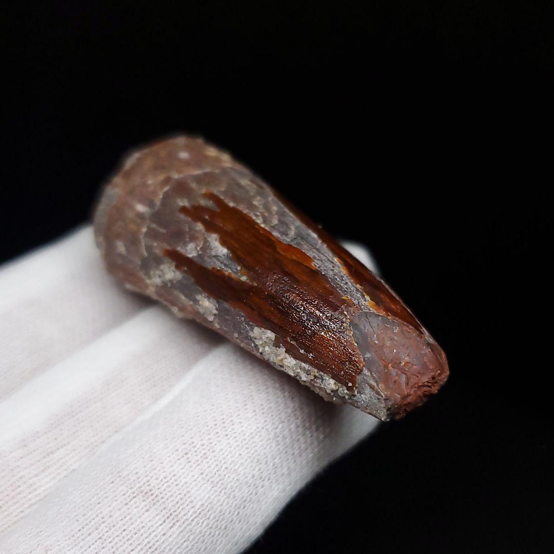 スピノサウルス 本物 モロッコ産 46.23mm sp469