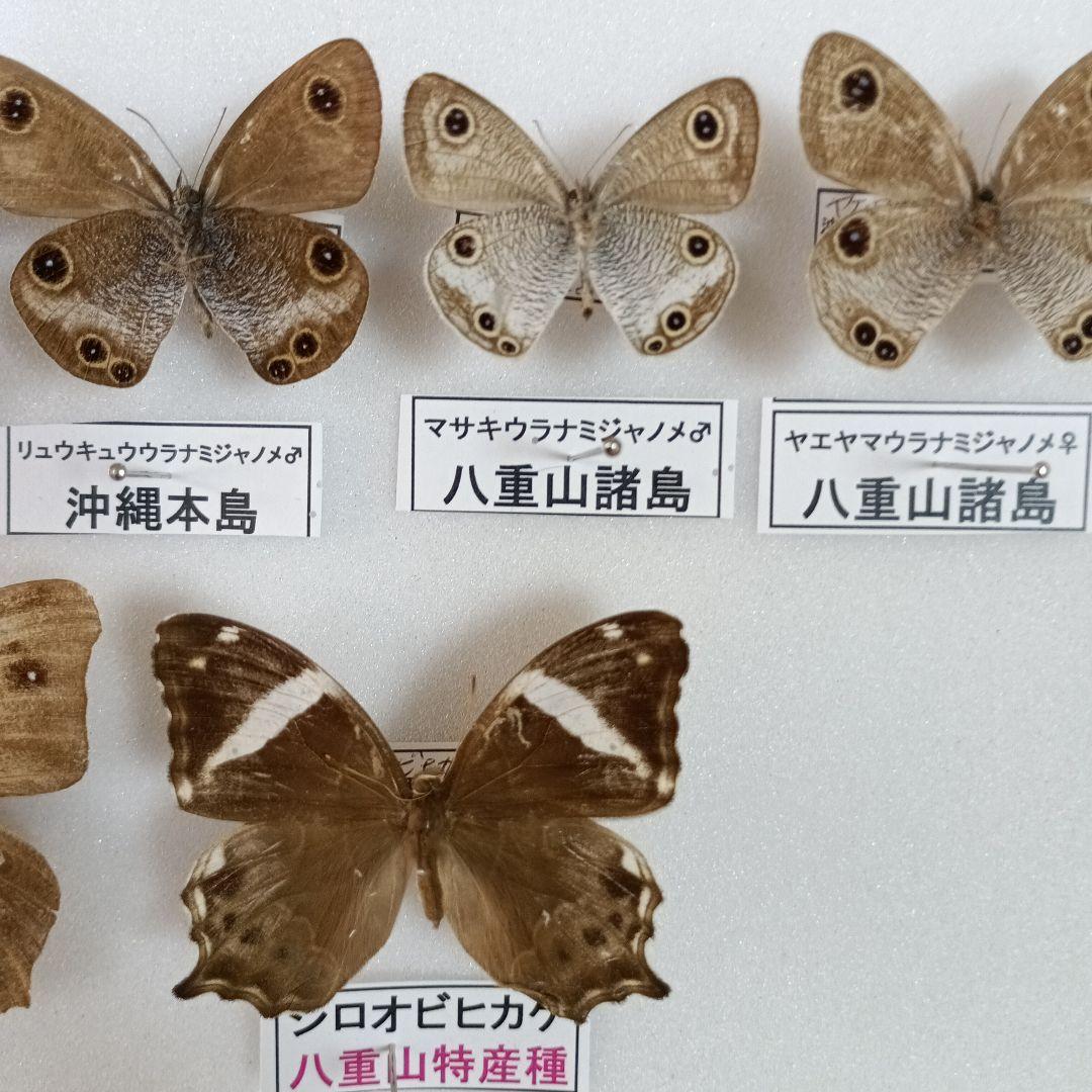 南西諸島の特産蝶47種＝希少フタオチョウ♂♀完品・コノハチョウを含む