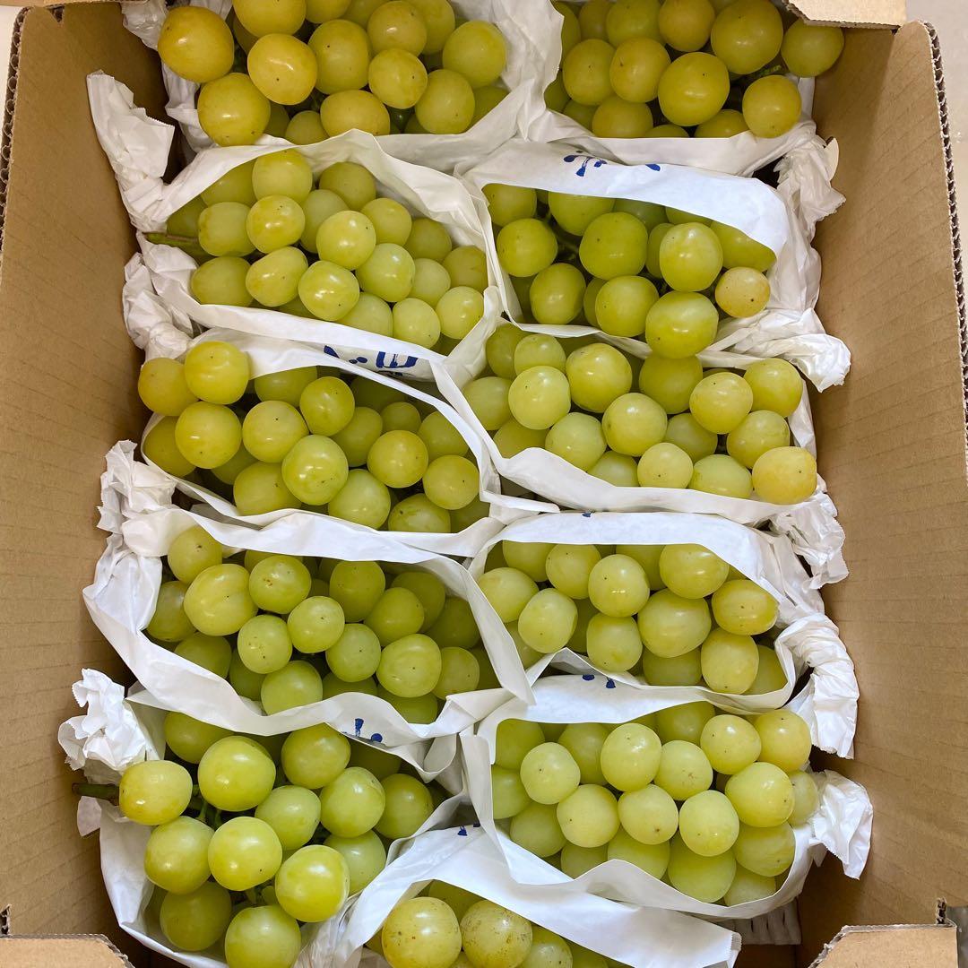 山梨県産　訳あり　家庭用　マスカサーティン　11房　箱込み5.4kg ③