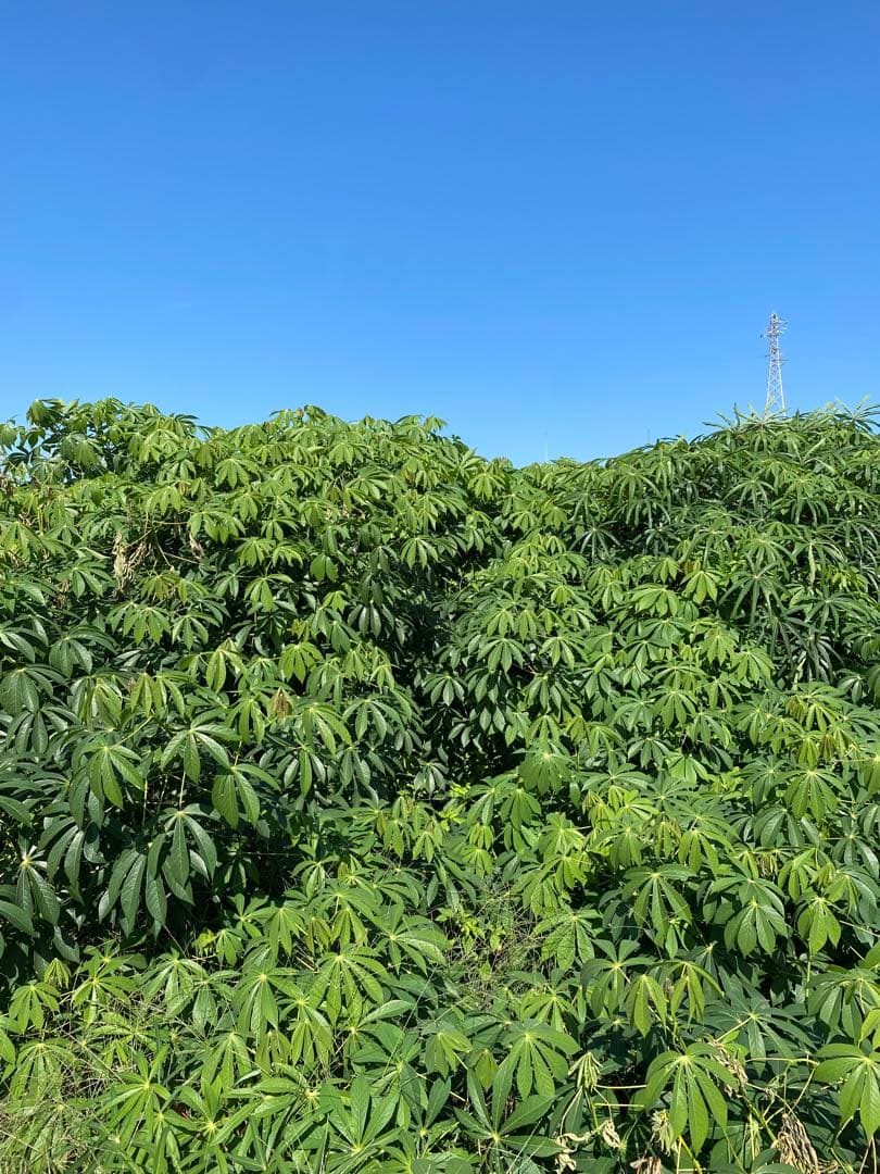 キャッサバ　20kg 赤穂産