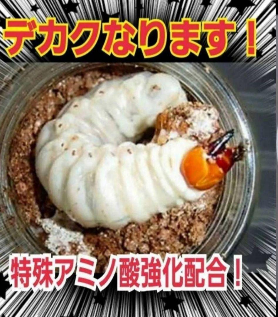 ニジイロクワガタに抜群！黒アワビタケ菌糸瓶【8本】トレハロース強化配合！