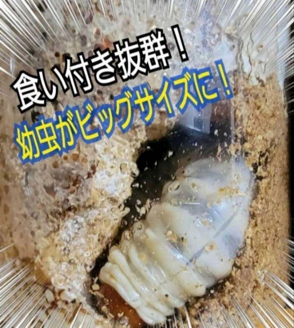 ニジイロクワガタに抜群！黒アワビタケ菌糸瓶【8本】トレハロース強化配合！