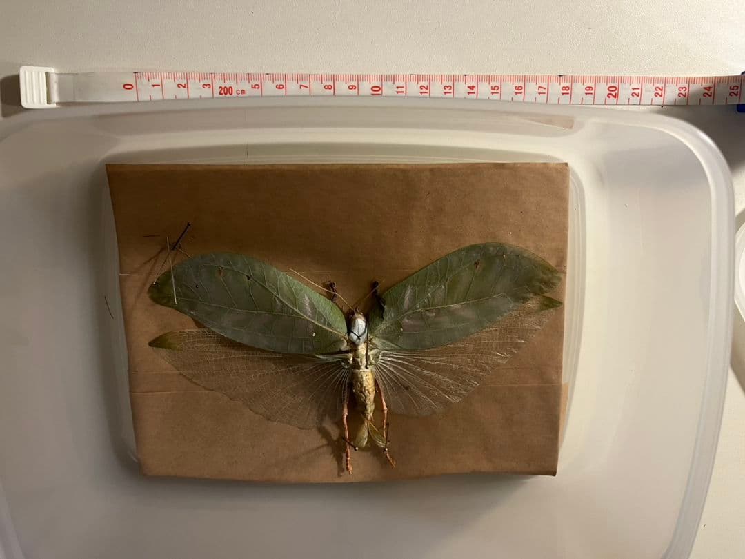 キョジンツユムシに酷似のOnomarchus uninotatus　キリギリス