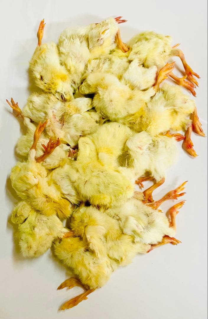 【リピート購入で＋10羽】 送料無料 国産 新鮮安全 冷凍ひよこ 400羽