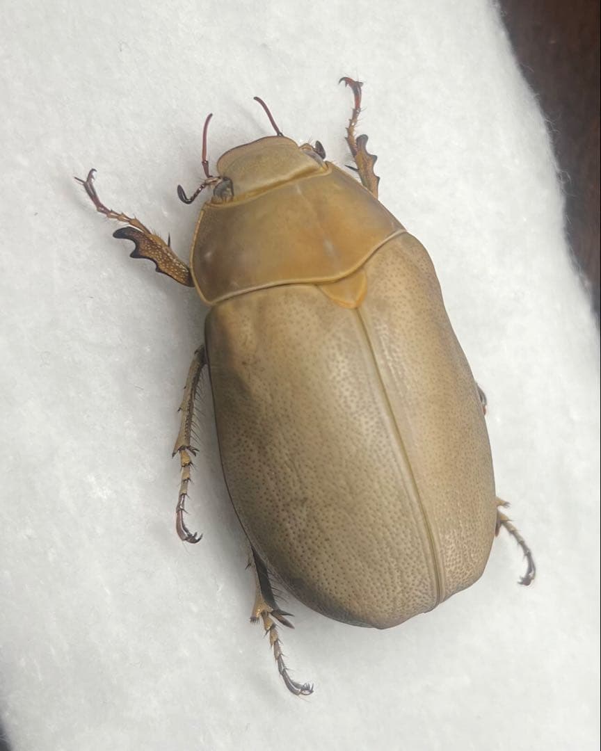 ★貴重★オスモウサンコガネ標本特大サイズ