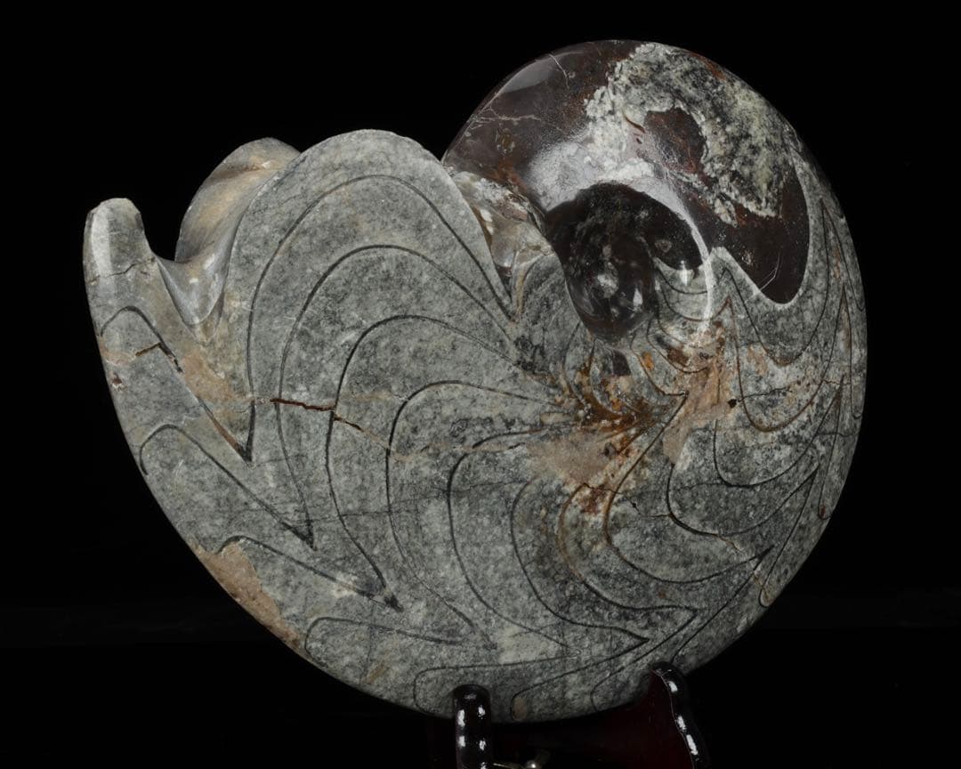 天然アンモナイト化石 重量2.8kg 古生物標本 化石標本 古代海洋生物 鑑賞石