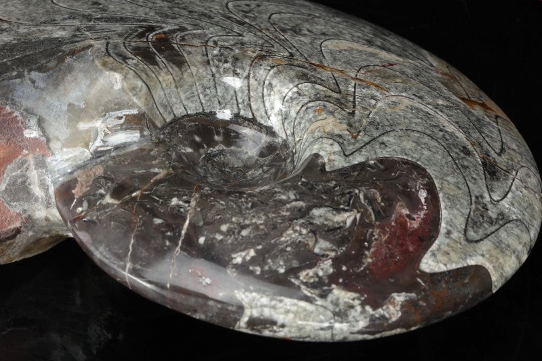 天然アンモナイト化石 重量2.8kg 古生物標本 化石標本 古代海洋生物 鑑賞石