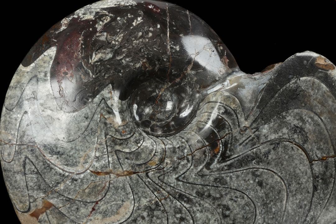 天然アンモナイト化石 重量2.8kg 古生物標本 化石標本 古代海洋生物 鑑賞石