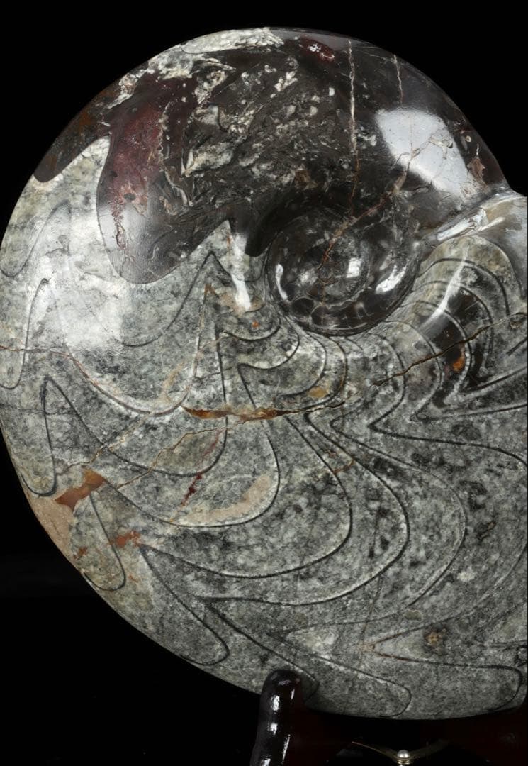 天然アンモナイト化石 重量2.8kg 古生物標本 化石標本 古代海洋生物 鑑賞石